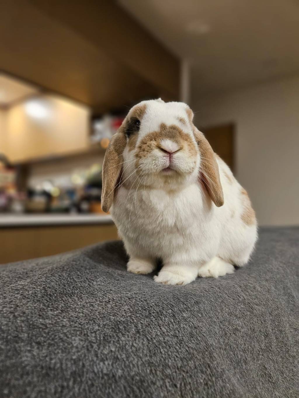 耶和華不要人順服